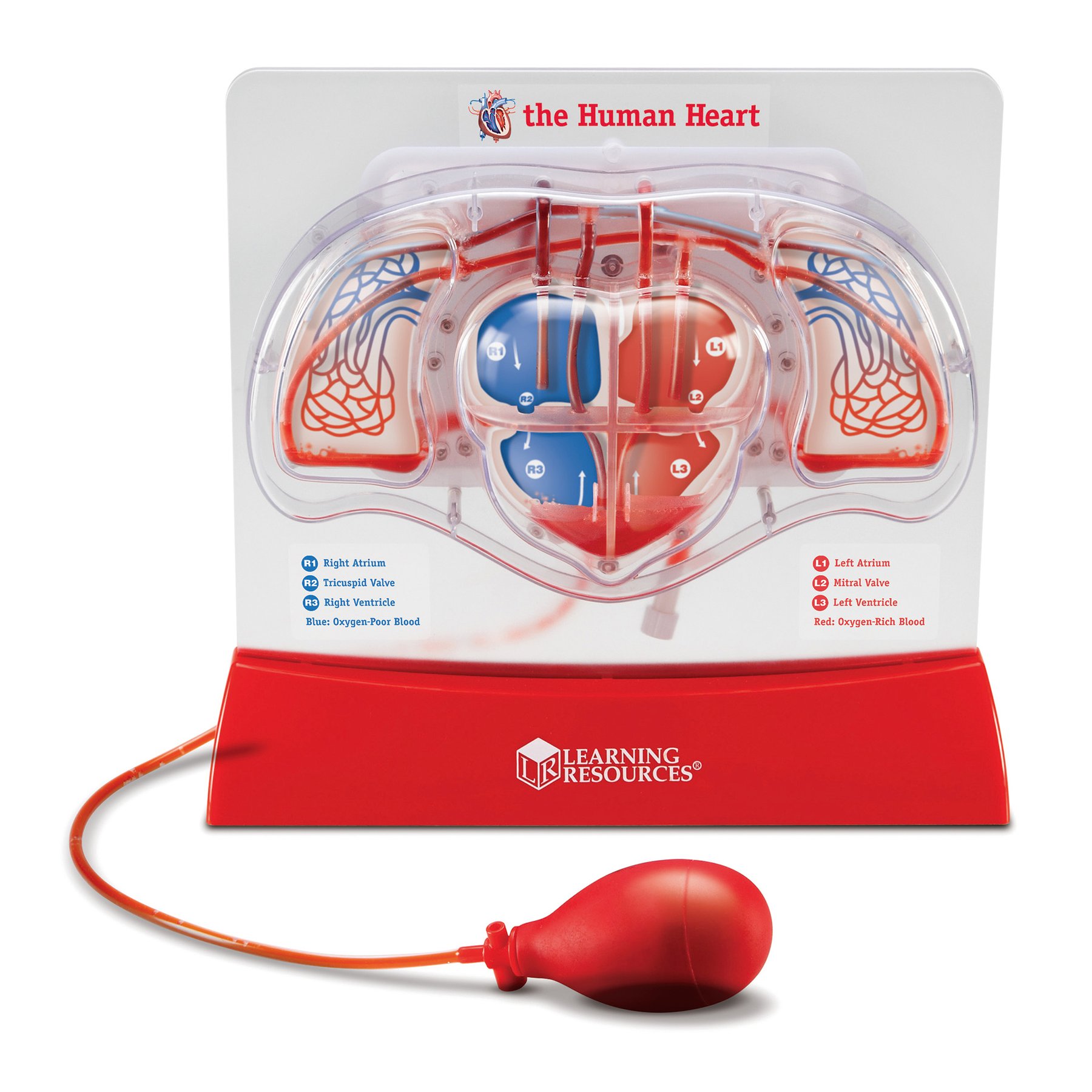 Learning Resources Beating Heart Model