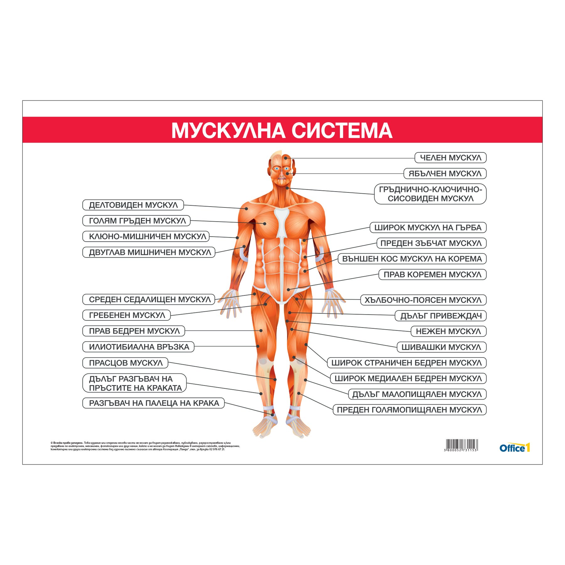 Office 1 Educational chart "Muscular system", 100 x 70 cm