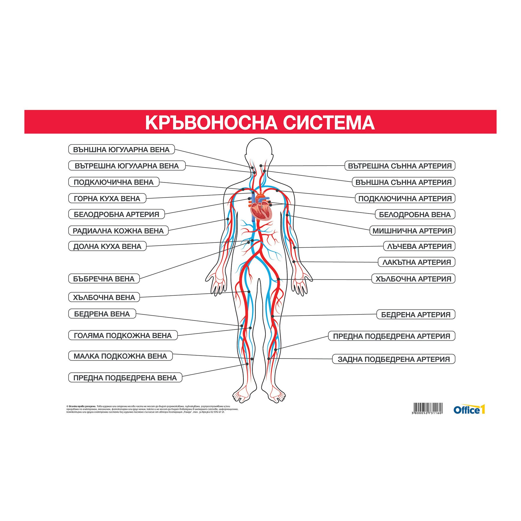 Cubos School board "Circulatory system", 100 x 70 cm