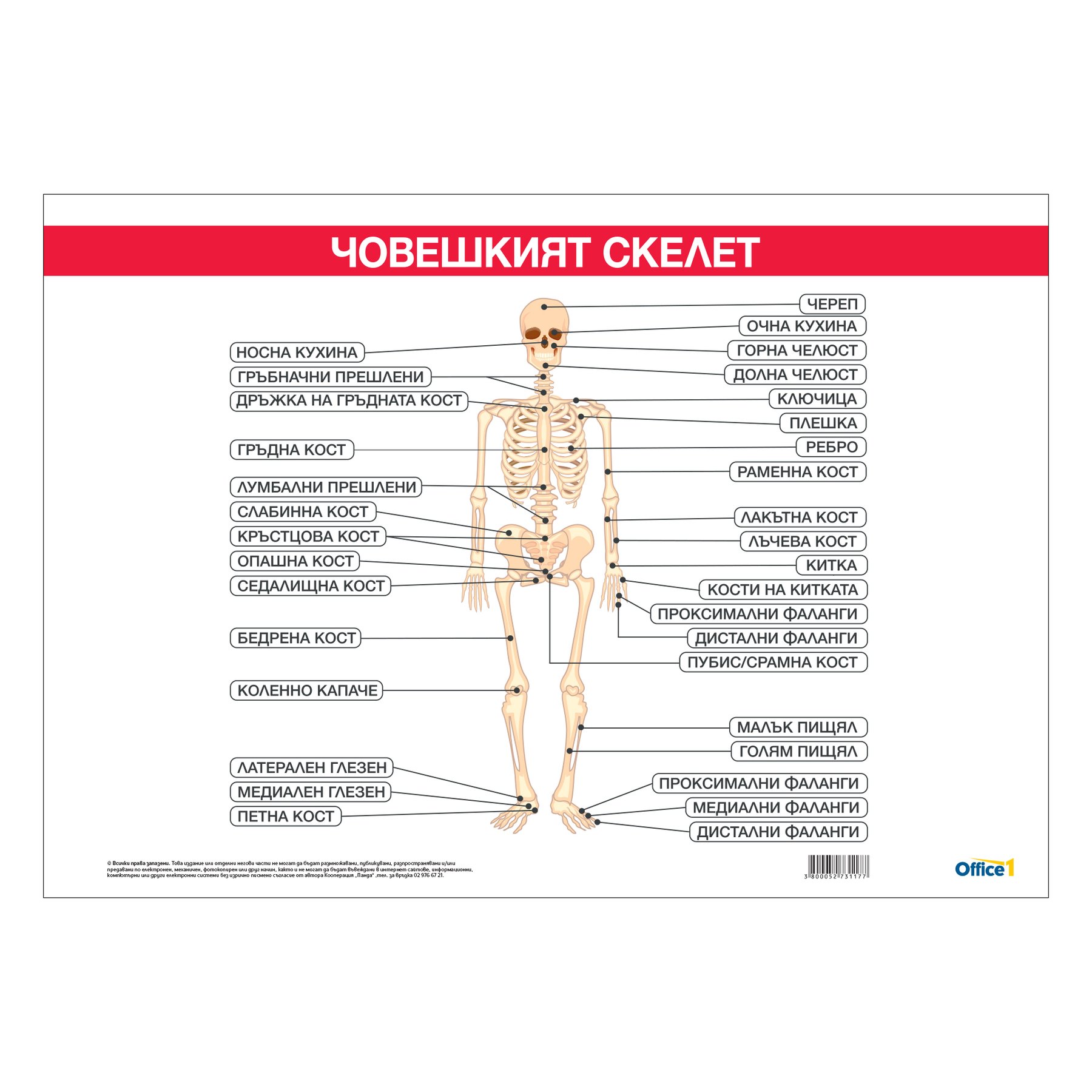 Office 1 School chart “Skeletal System”, 100 ? 70 cm