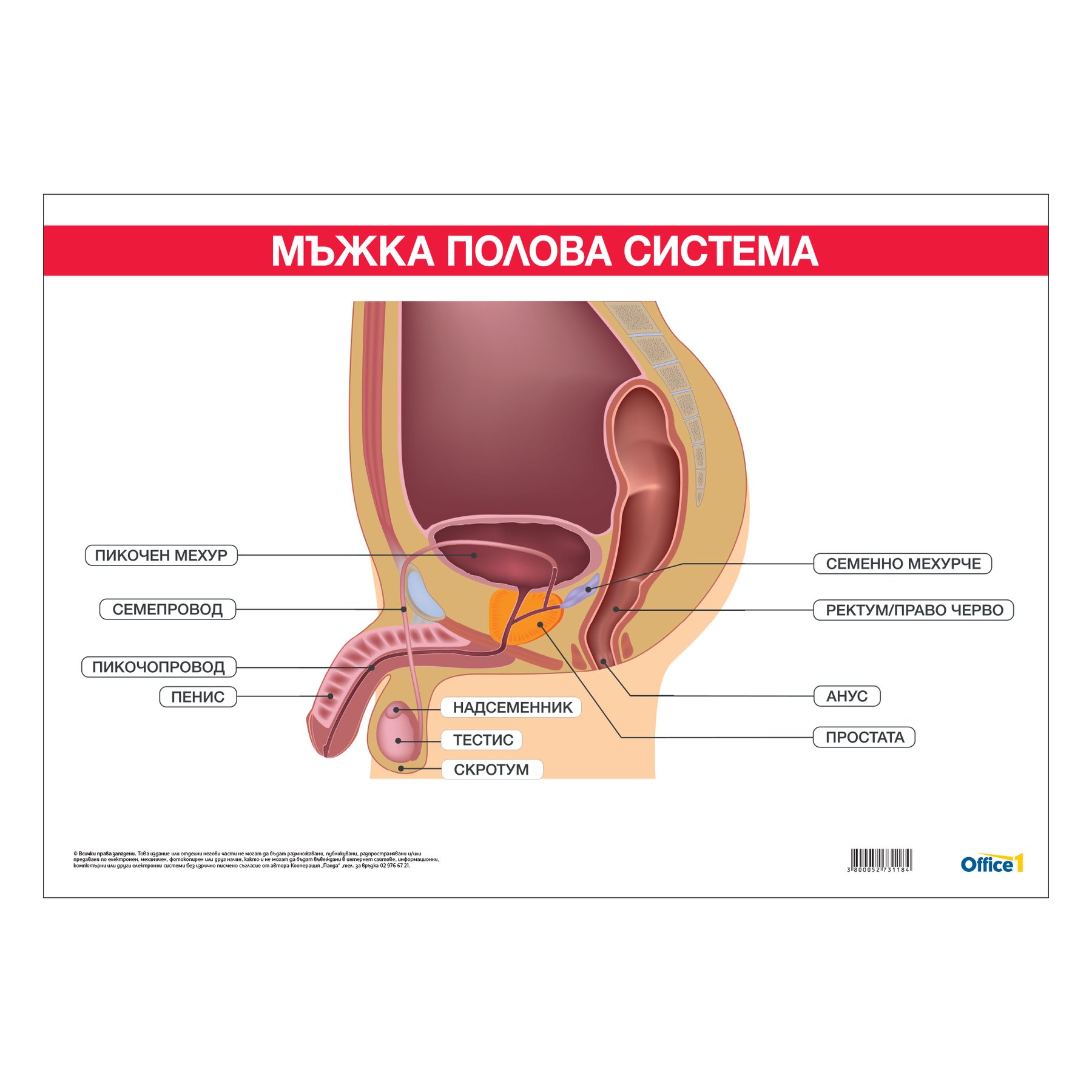 Office 1 School poster ''Male reproductive system'', 100 x 70 cm