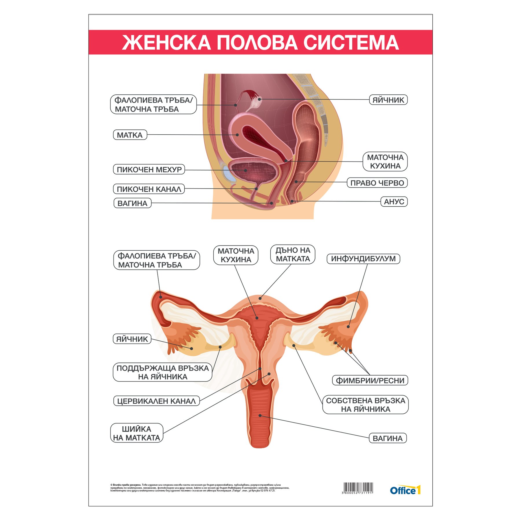 Office 1 Educational chart "Female reproductive system", 70 x 100 cm