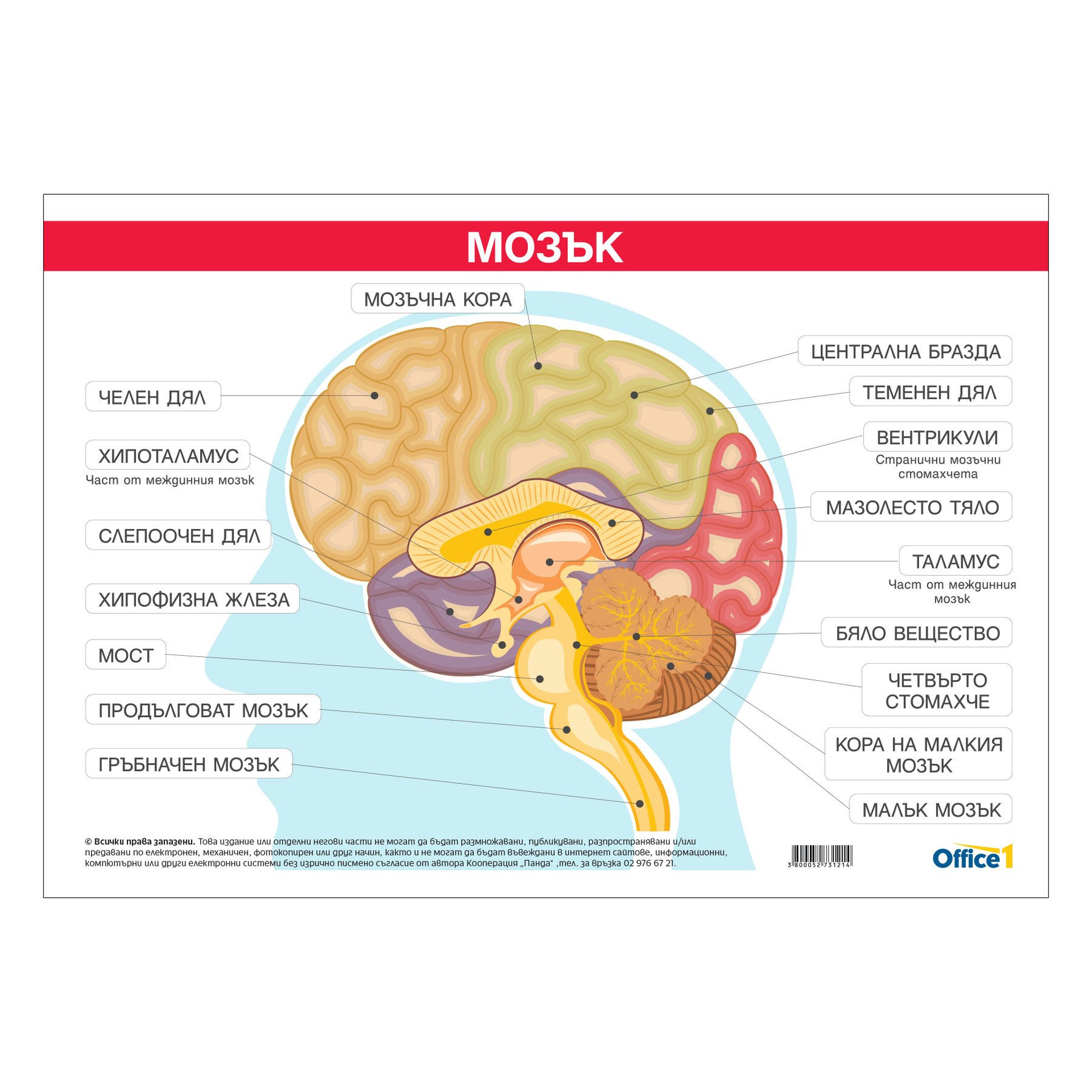 Office 1 School Poster “Brain”, 100 x 70 cm