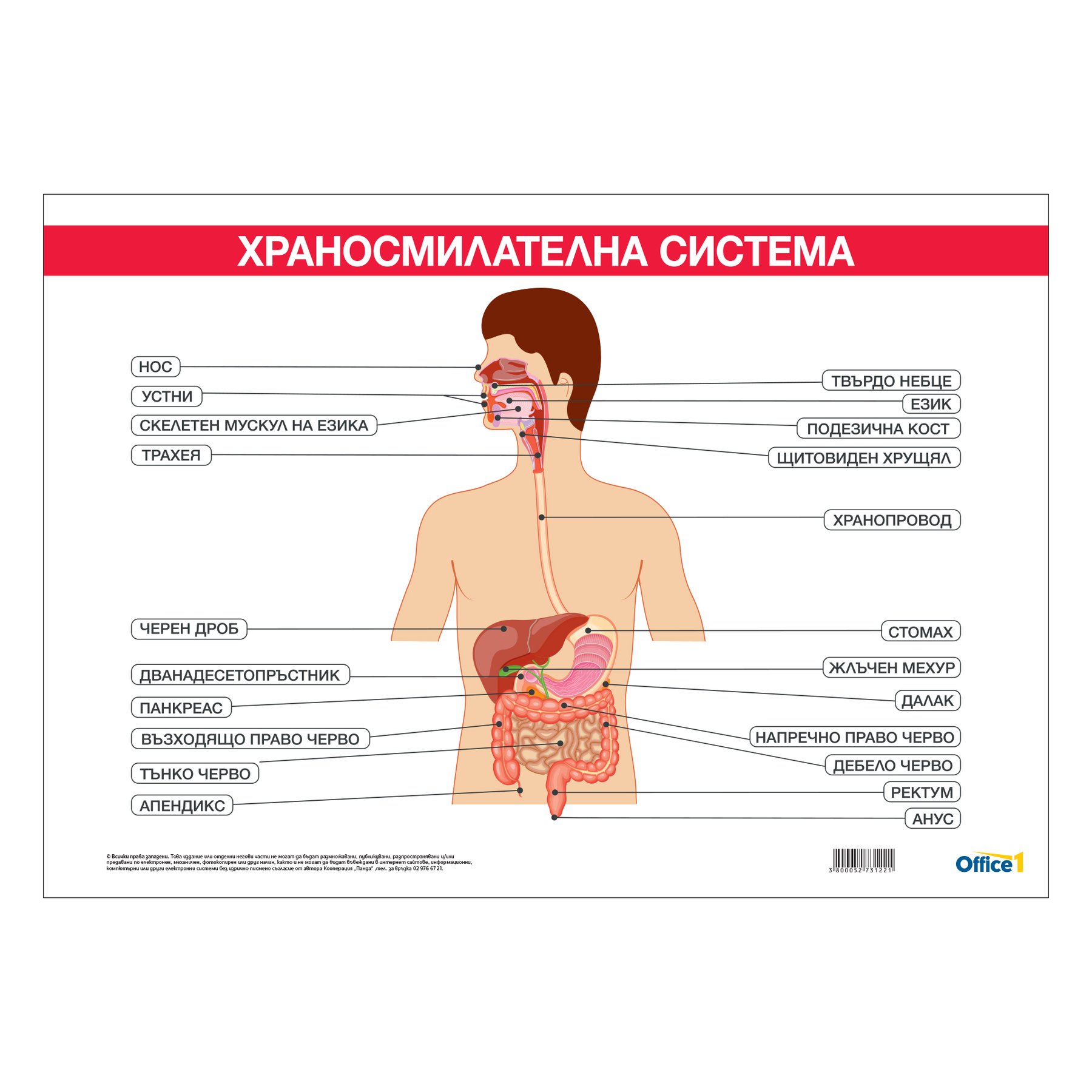 Office 1 Educational Board “Digestive System”, 100 x 70 cm