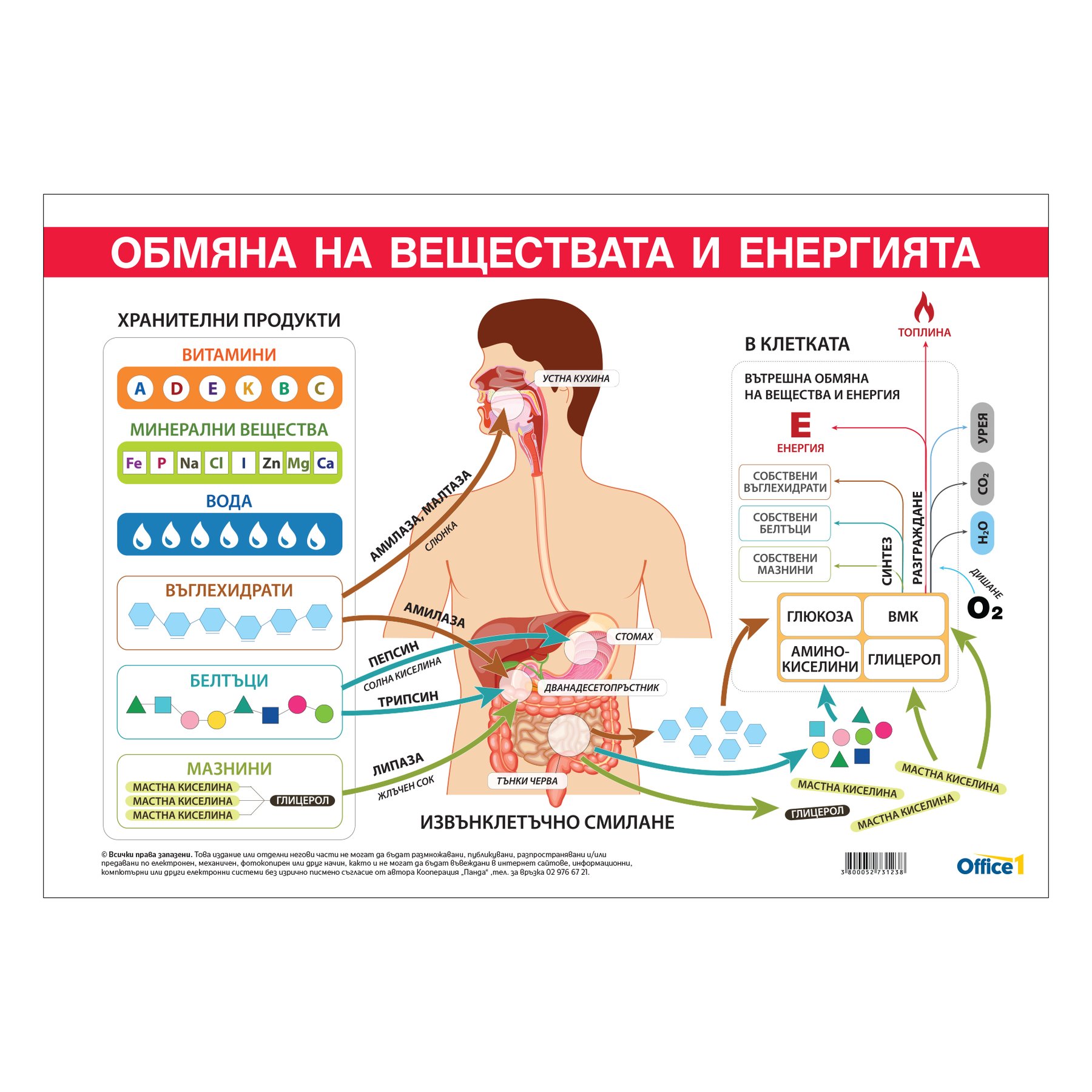 Office 1 Educational poster ''Metabolism and energy exchange'', 100 x 70 cm