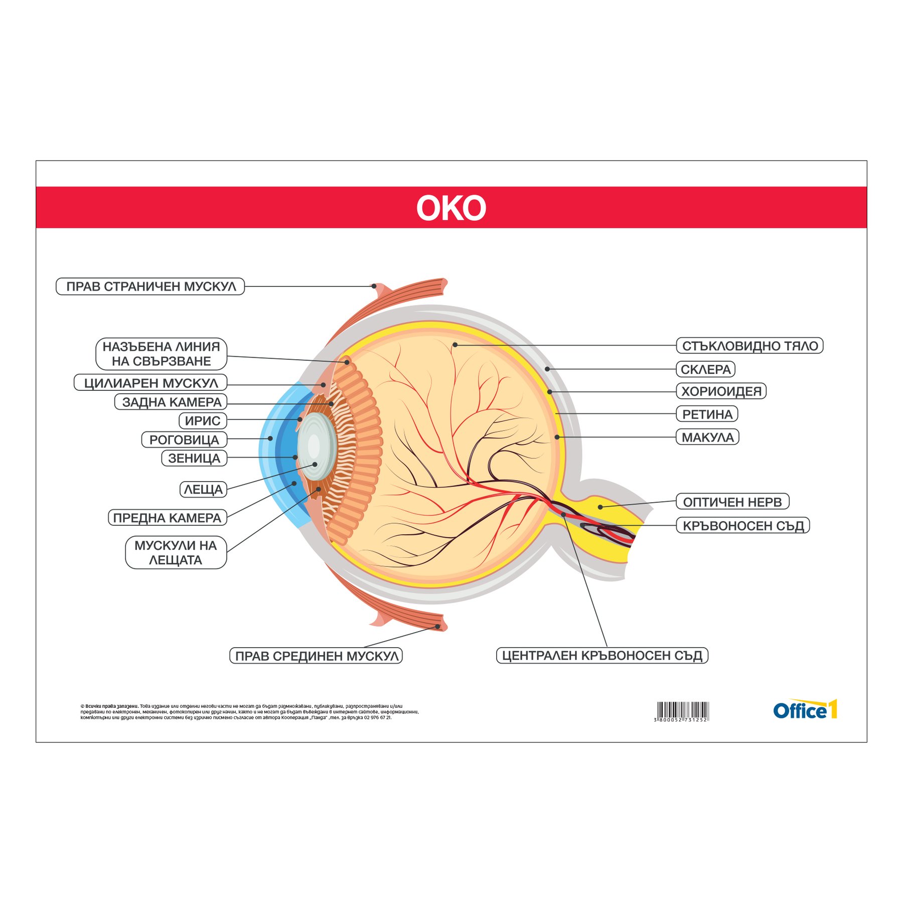 Office 1 School chart “Eye”, 100 x 70 cm