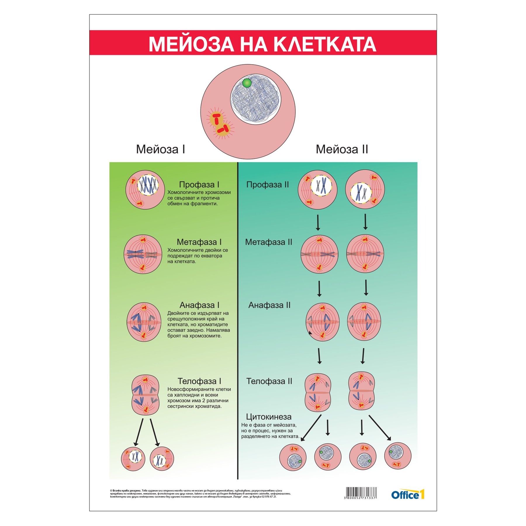 Office 1 School Board "Meiosis", 70 x 100 cm