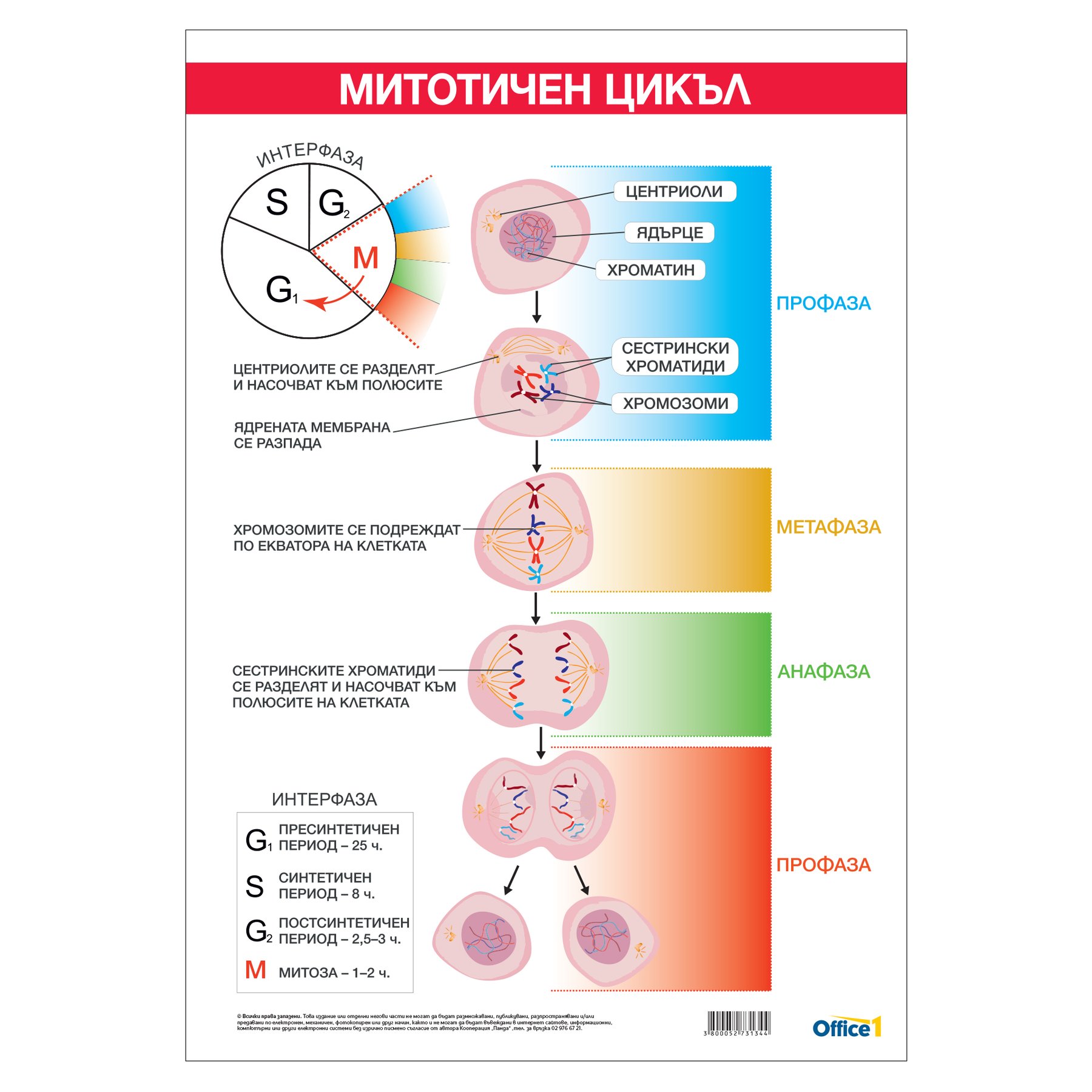 Office 1 Educational poster "Mitotic cycle", 70 x 100 cm