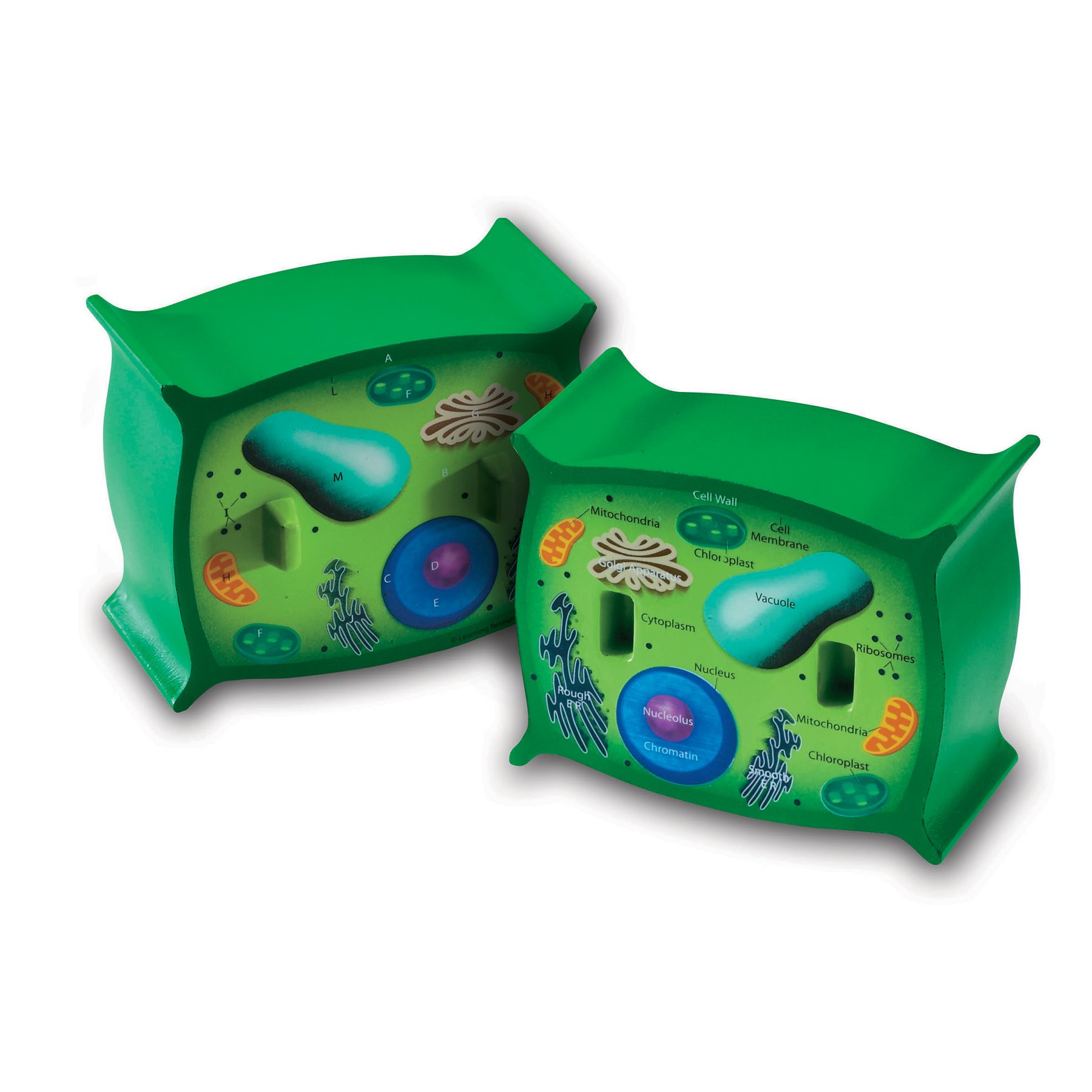 Learning Resources Plant cell model, cross-section