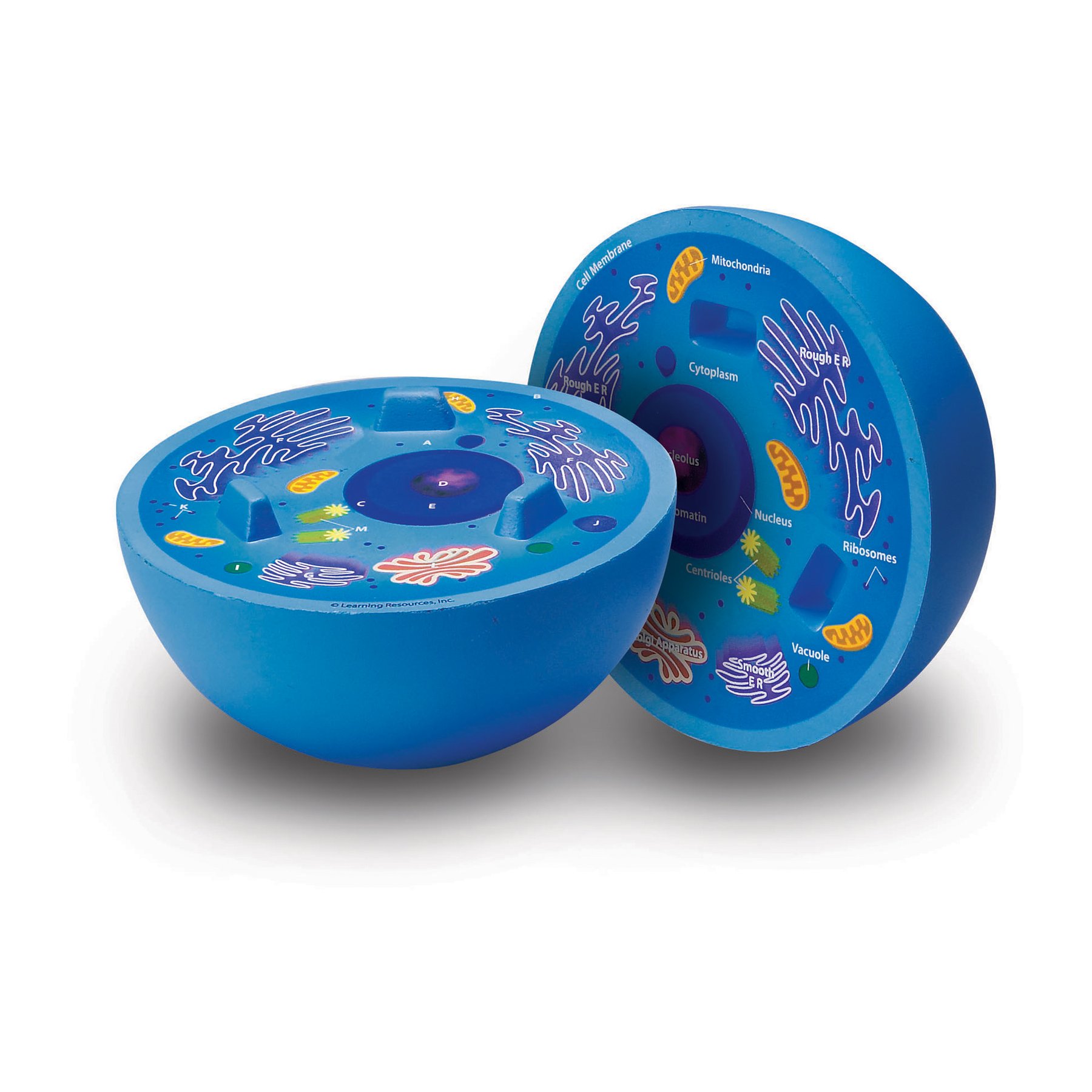 Learning Resources Animal cell cross-section model