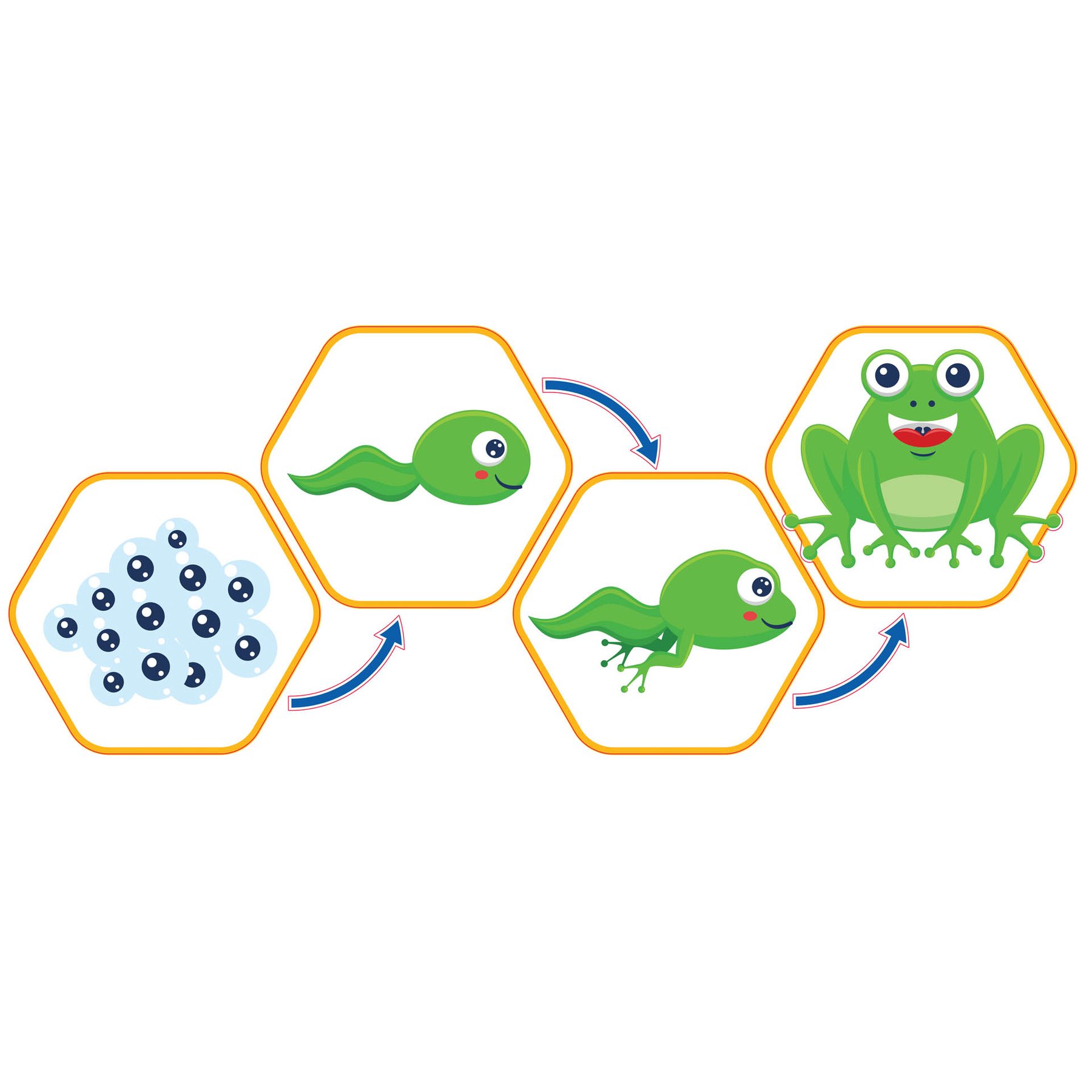 STEM Sticker, Natural Sciences – Biology, set F1, 50 cm, sticker 1