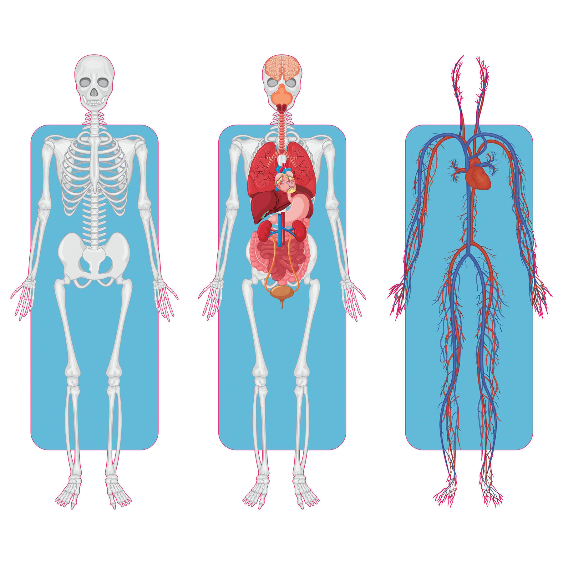STEM Sticker, Natural Sciences - Biology, set F2, 50 cm, sticker 2