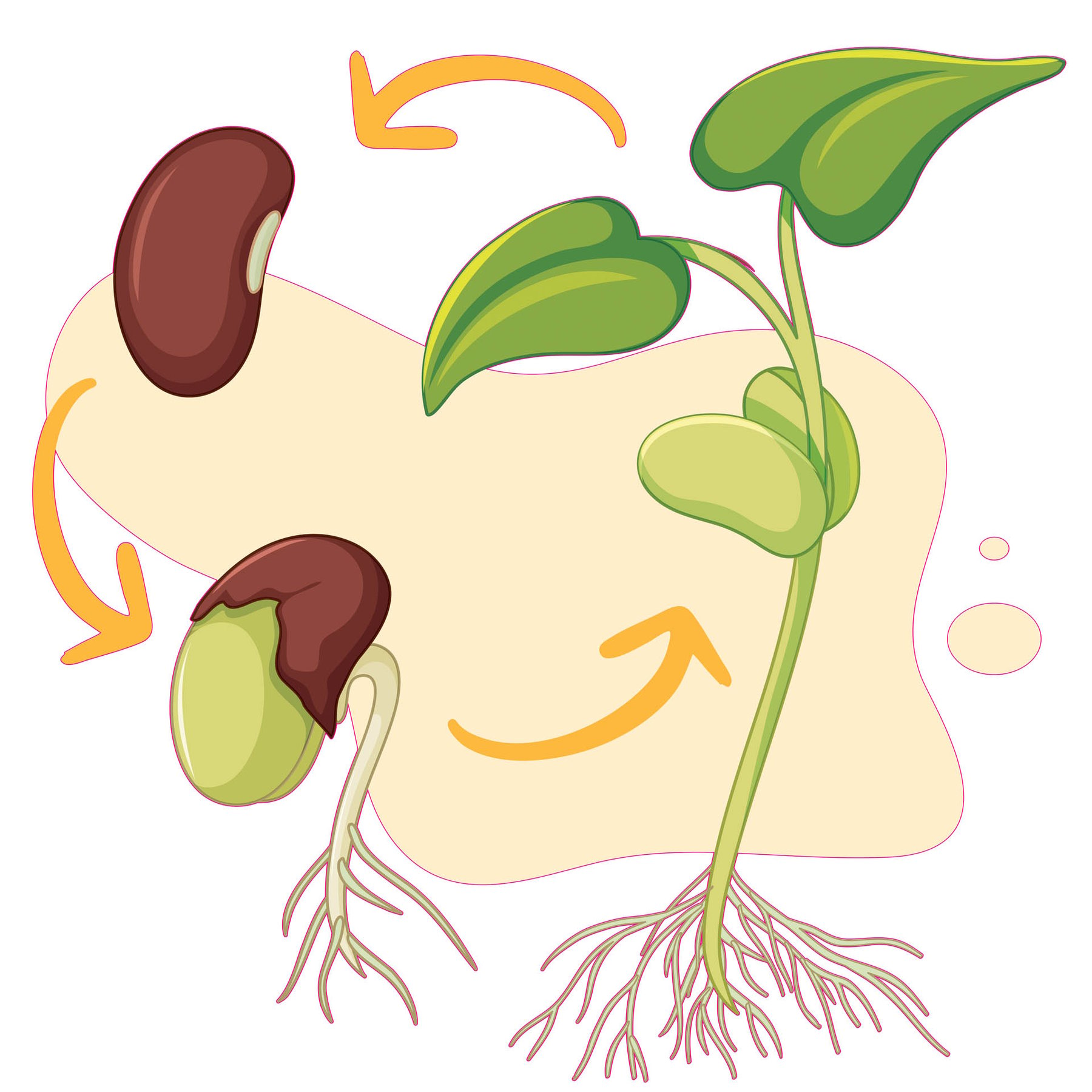 STEM Sticker, Natural Sciences - Biology, set F2, 50 cm, sticker 7