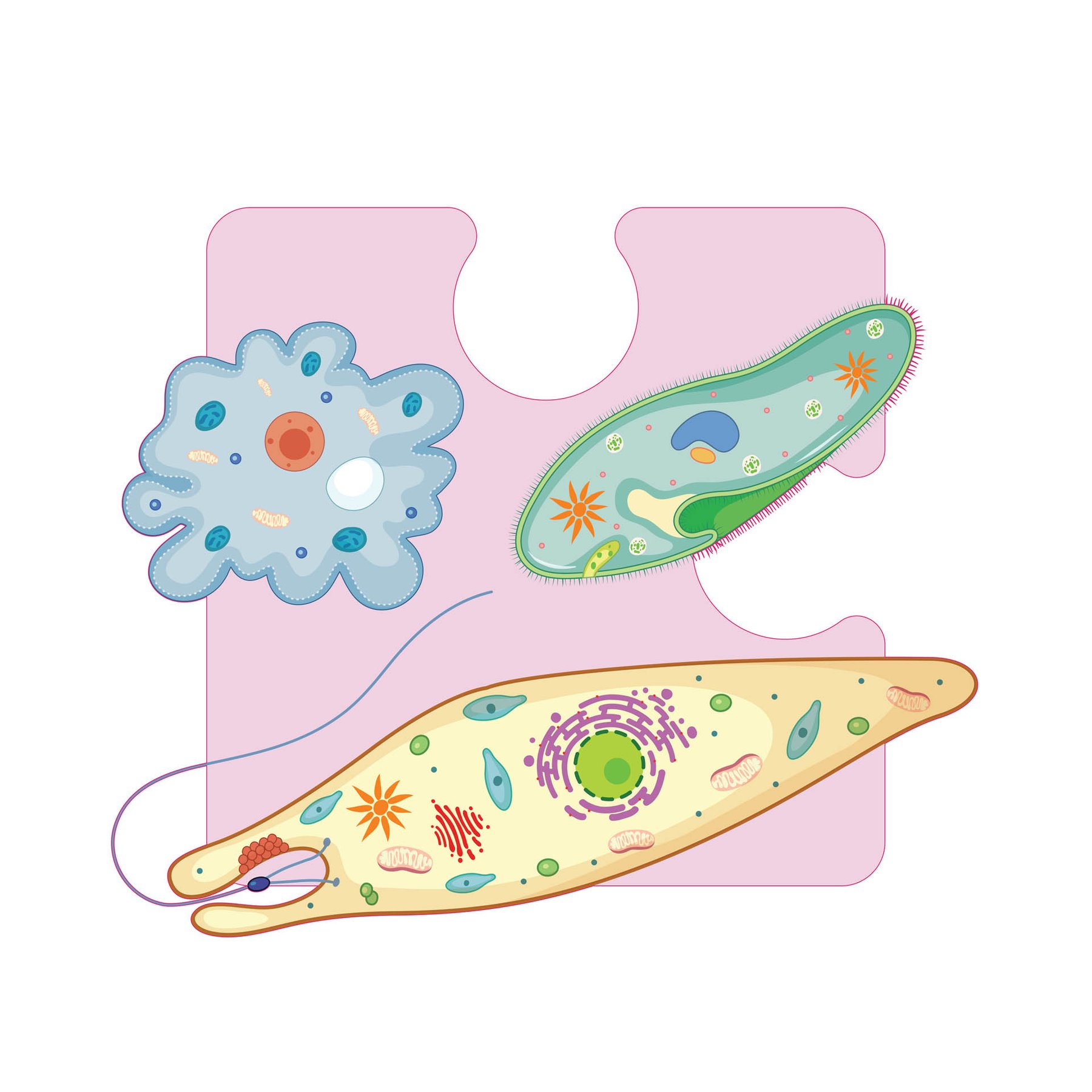 STEM Sticker, Natural sciences - Biology, set F3, 50 cm, sticker 4