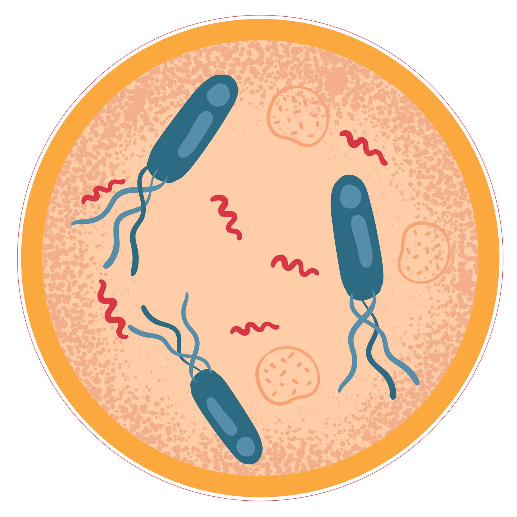 STEM Sticker, Natural Sciences - Biology, Set F7, 50 cm, Sticker 3