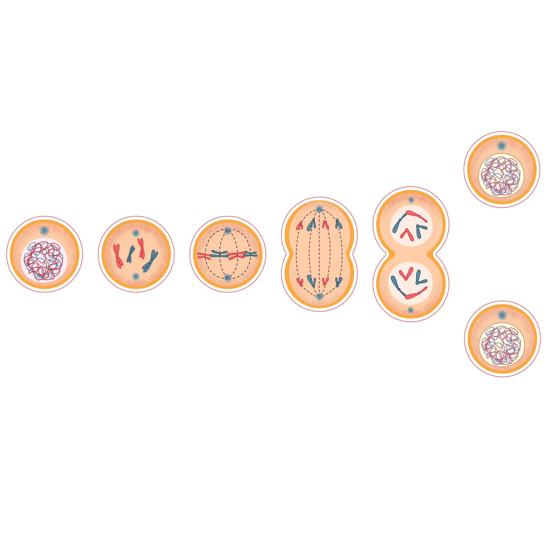 STEM Sticker, Natural Sciences - Biology, set F7, 50 cm, sticker 8