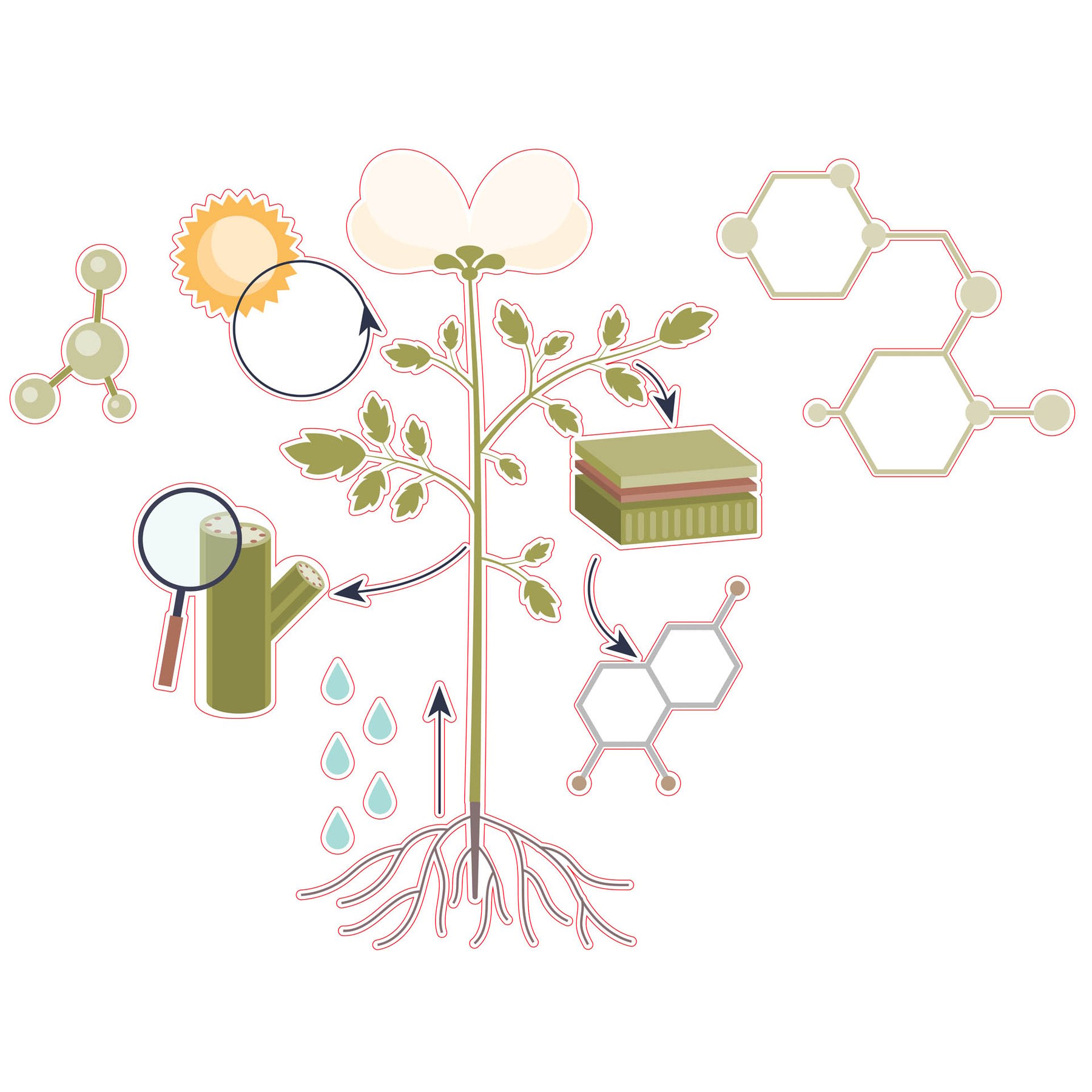 STEM Sticker, Natural Sciences - Biology, Set F10, 50 cm, Sticker 10