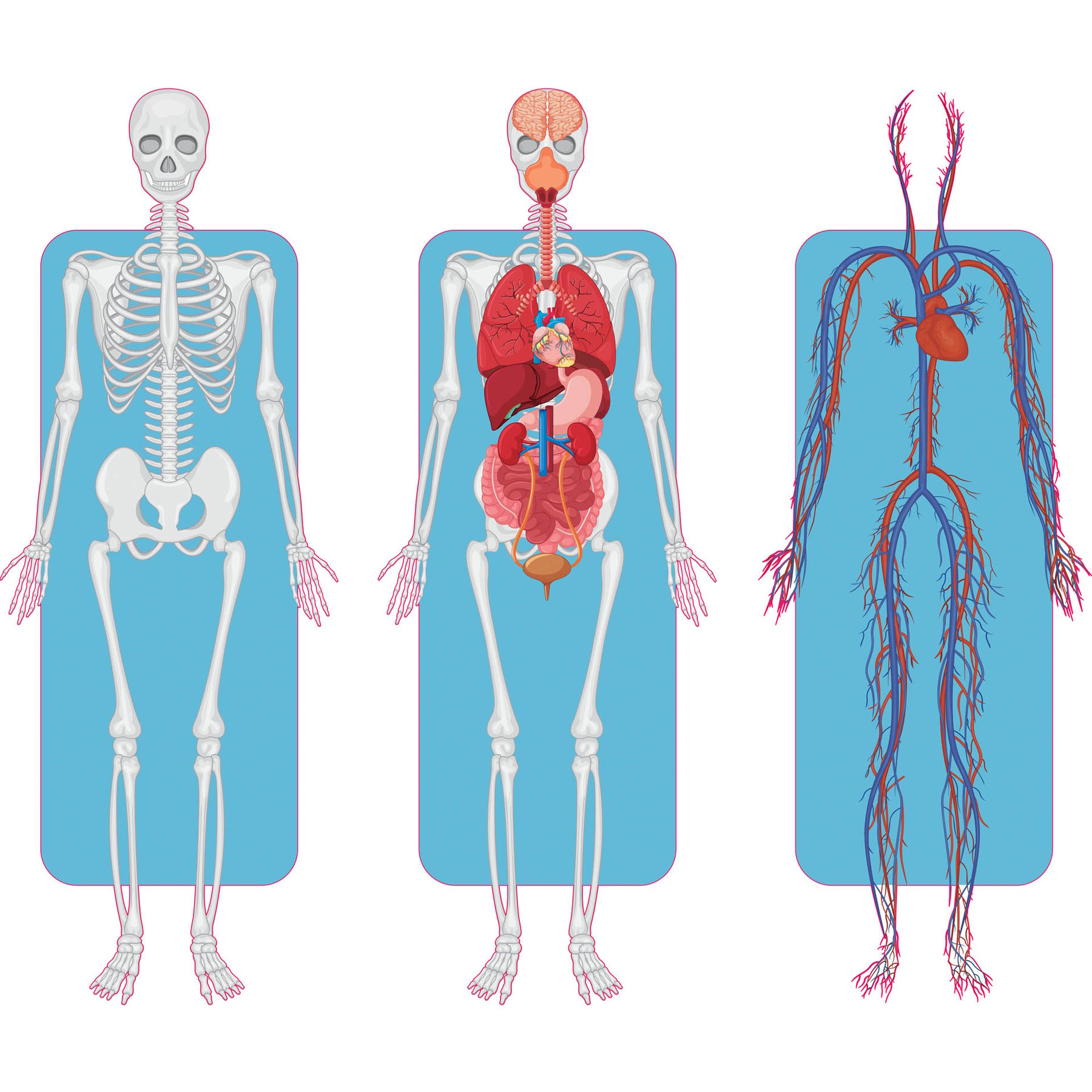 STEM Sticker, Natural sciences – Biology, set F2, 80 cm, sticker 2