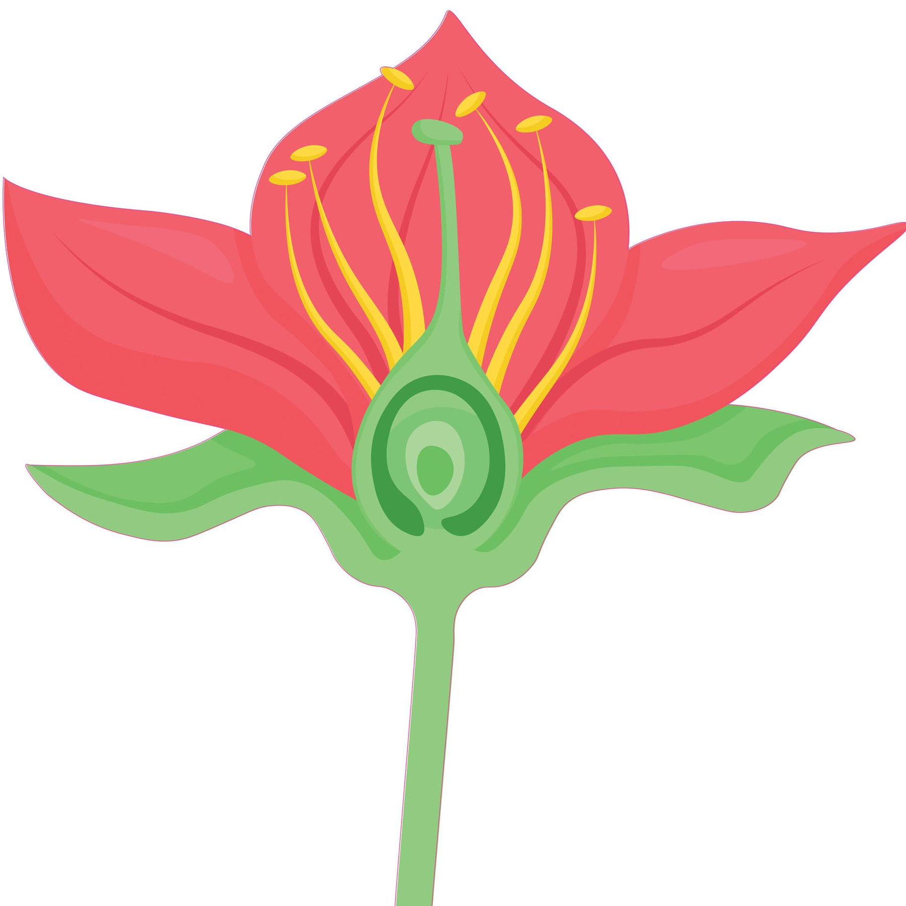 STEM Sticker, Natural sciences - Biology, set F3, 80 cm, sticker 7