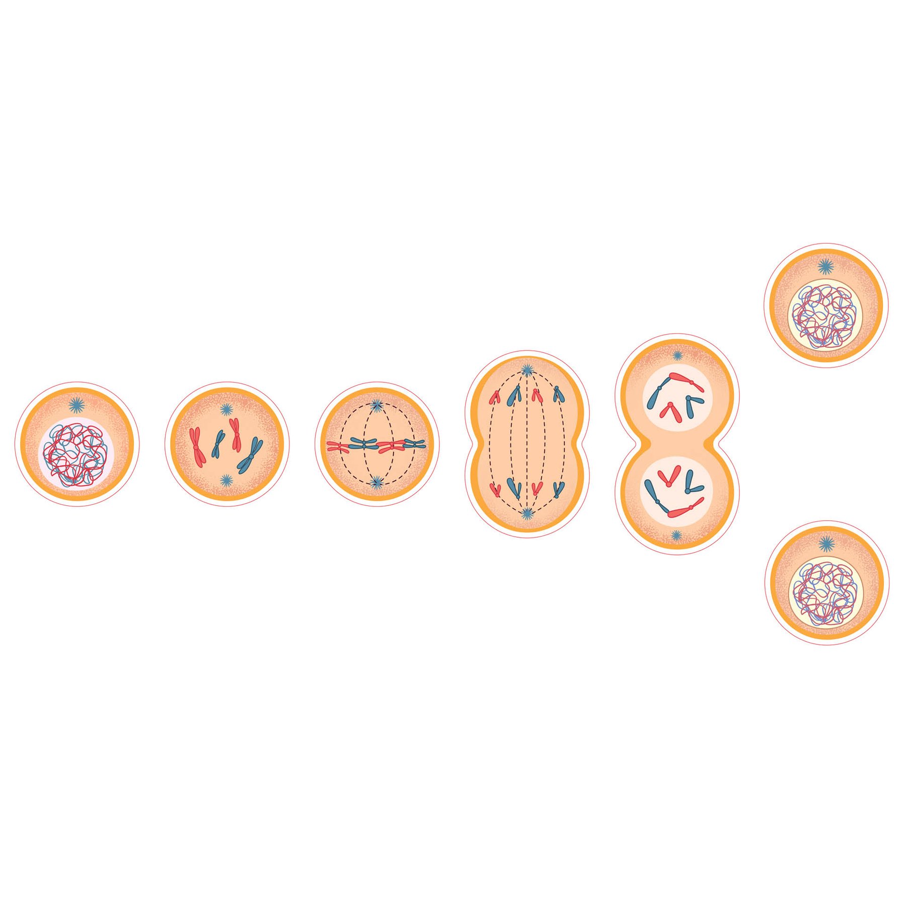 STEM Sticker, Natural Sciences - Biology, set F7, 80 cm, sticker 8