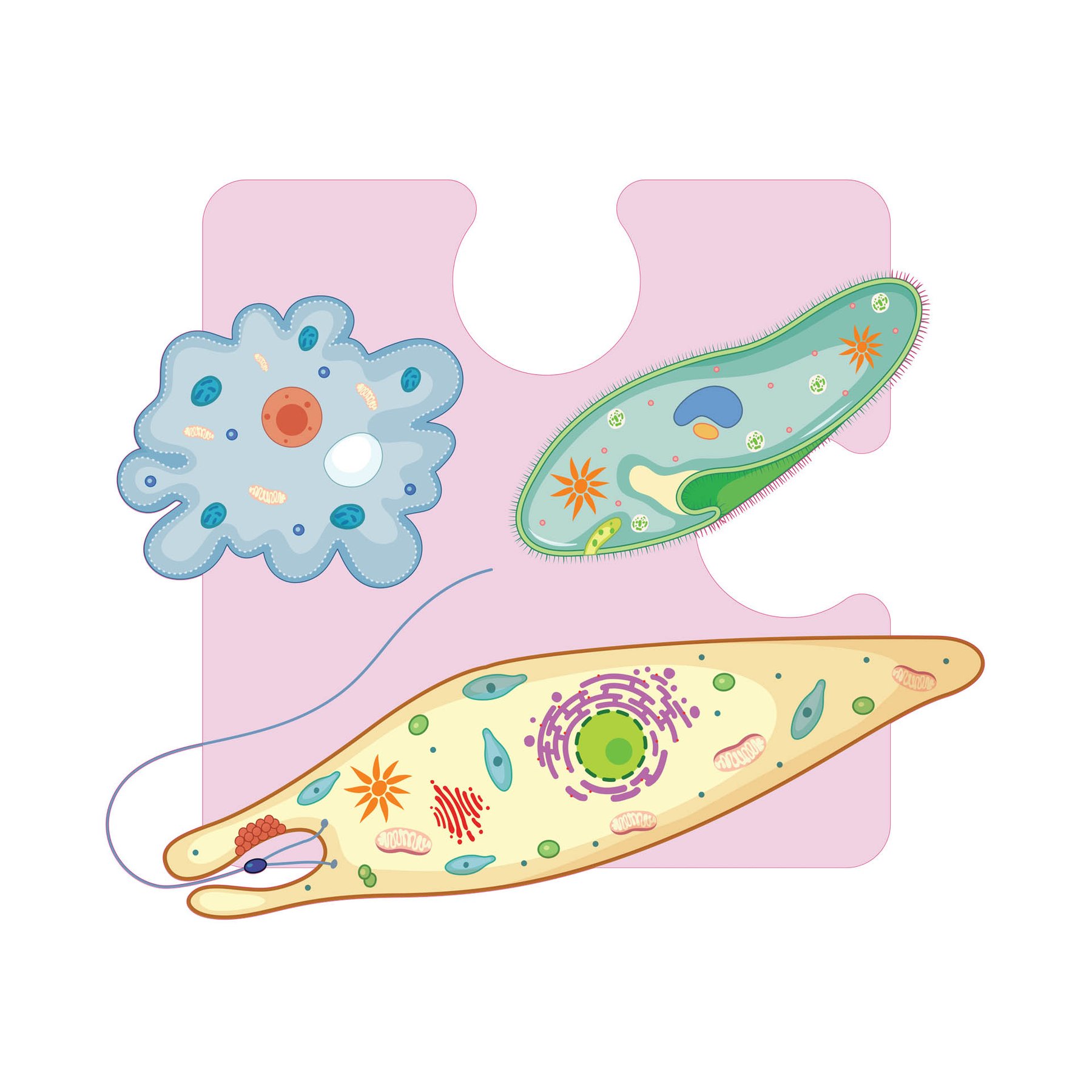 STEM Sticker, Natural Sciences – Biology, set F3, 100 cm, sticker 4