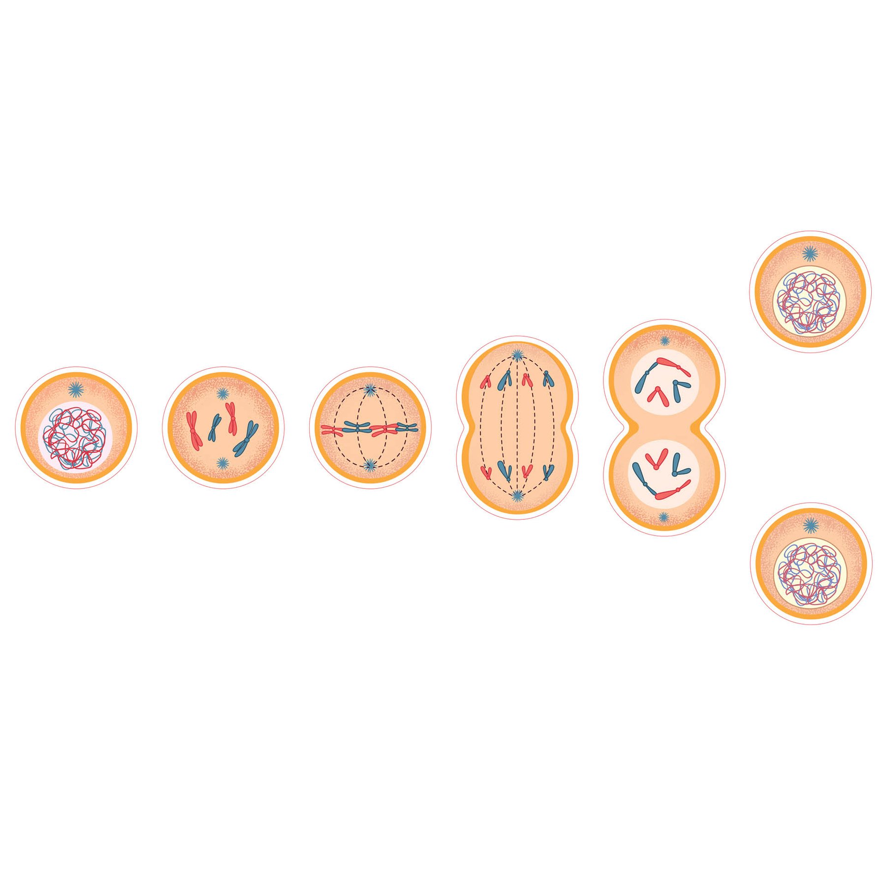 STEM Sticker, Natural Sciences - Biology, Set F7, 100 cm, Sticker 8