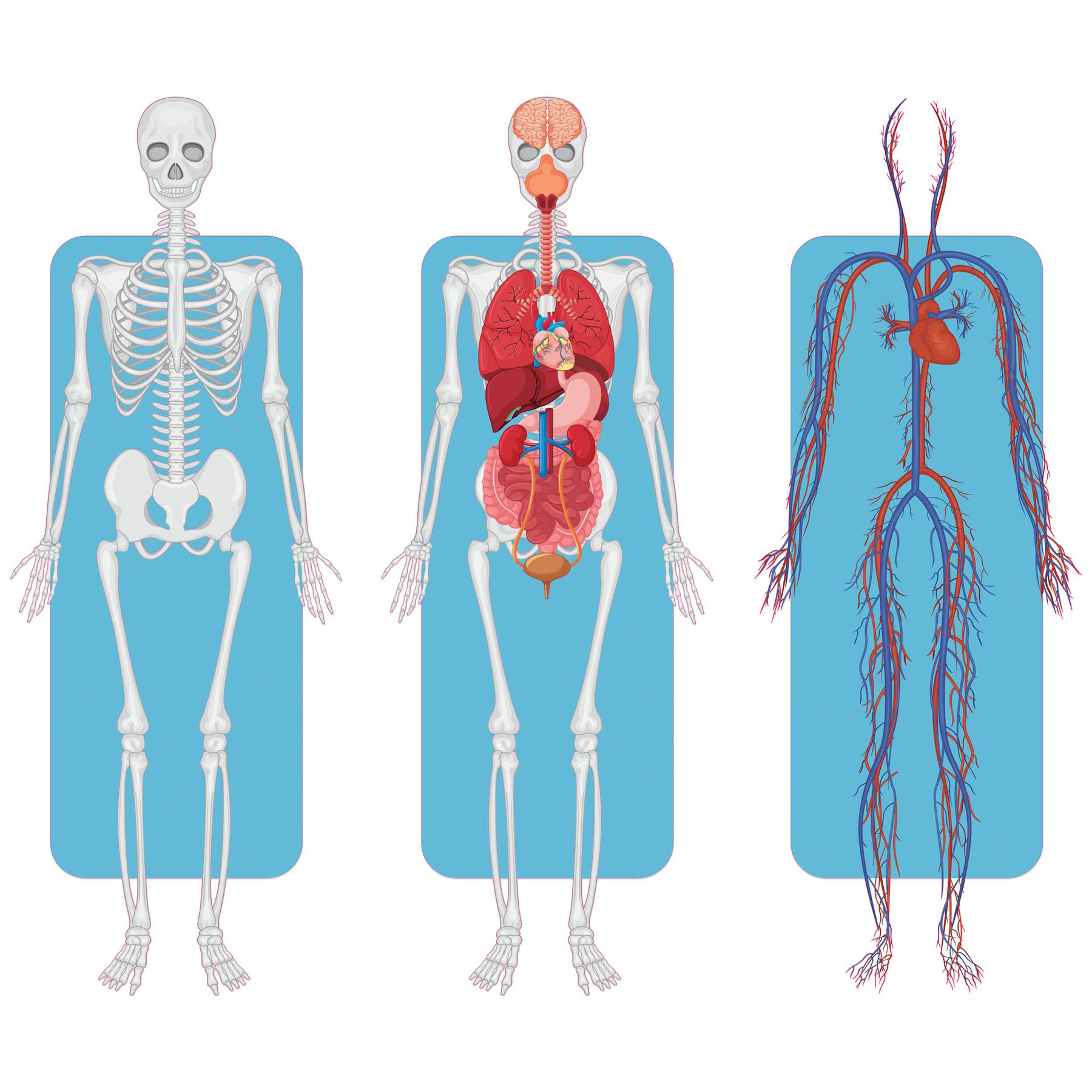 STEM Sticker, Natural sciences - Biology, set F2, 150 cm, sticker 2