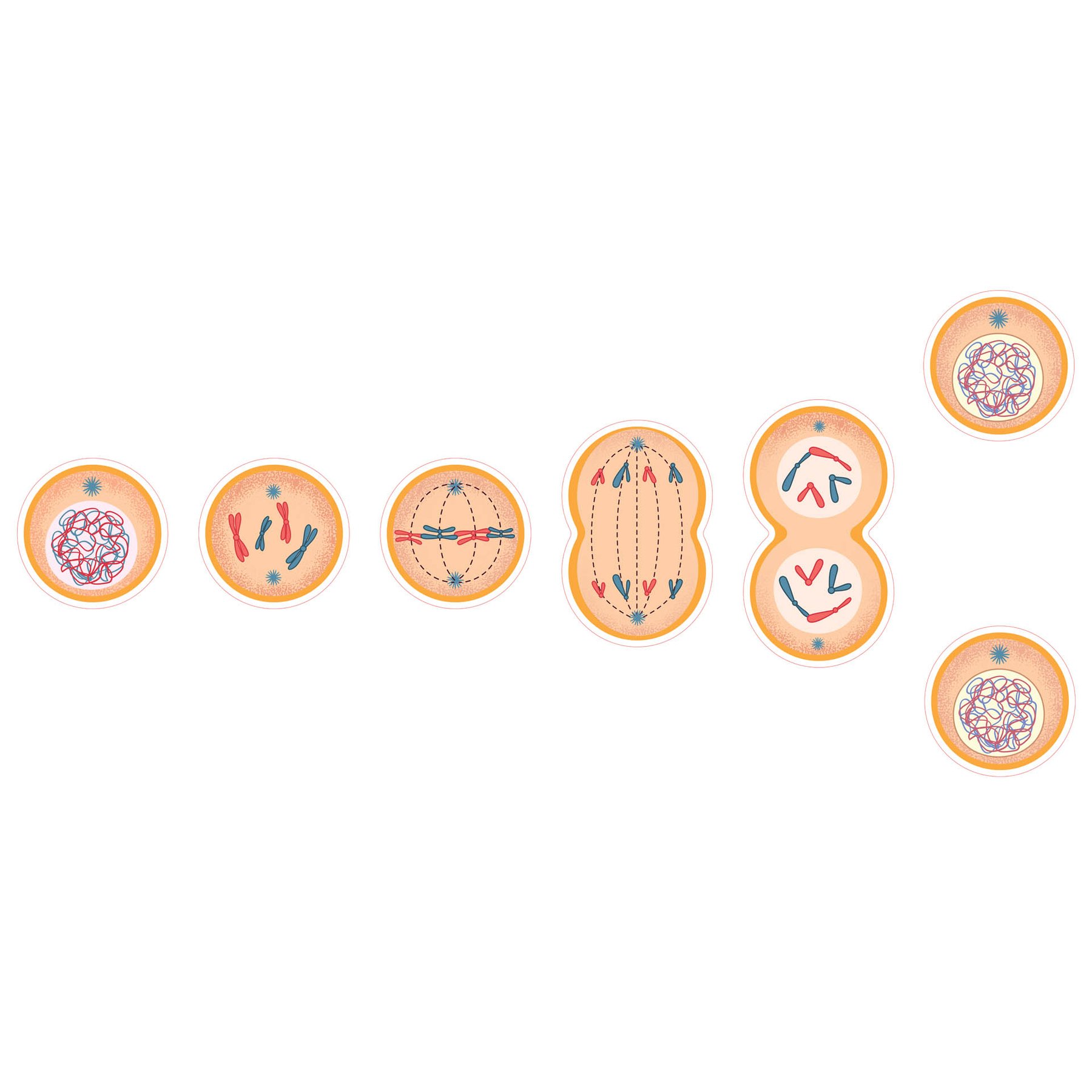 STEM Sticker, Natural Sciences – Biology, set F7, 150 cm, sticker 8