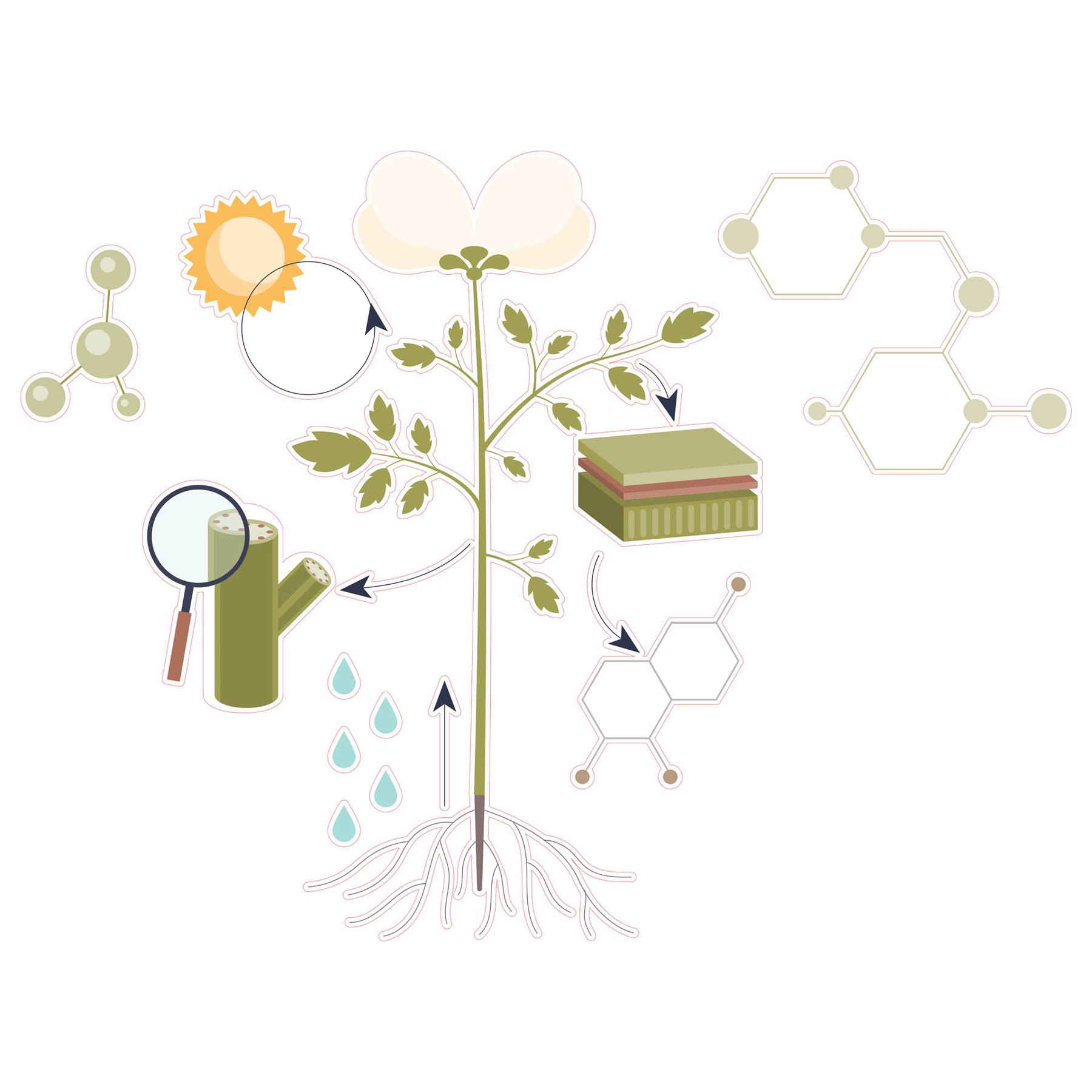 STEM Sticker, Natural Sciences – Biology, set F10, 150 cm, sticker 10