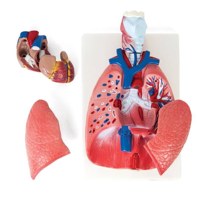 Nowa Szkola Човешки гръдни органи, анатомичен модел