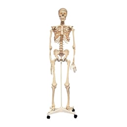 Nowa Szkola Човешки скелет на колела, 170 cm
