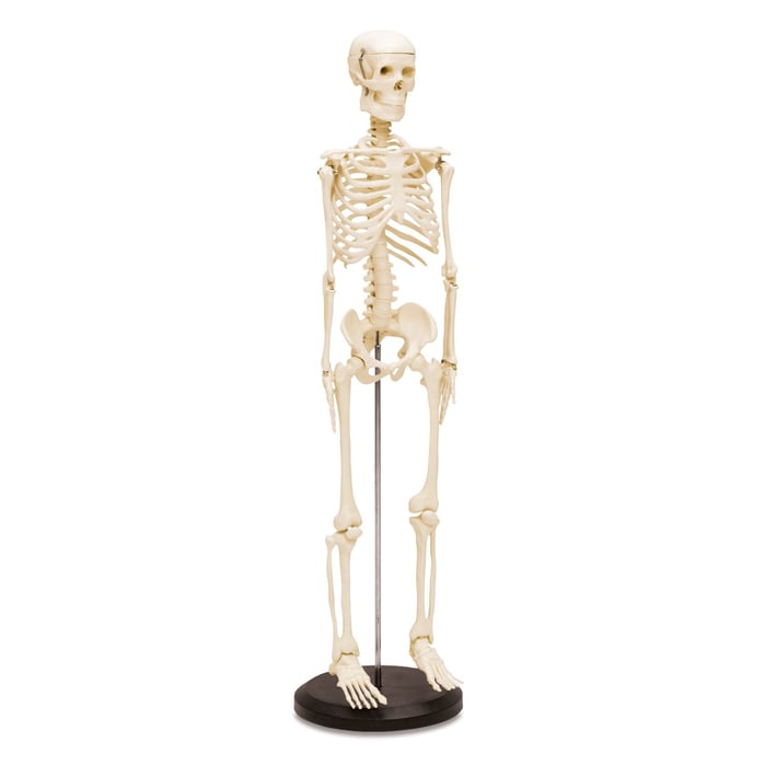 Nowa Szkola Човешки скелет, разглобяем, 80 cm