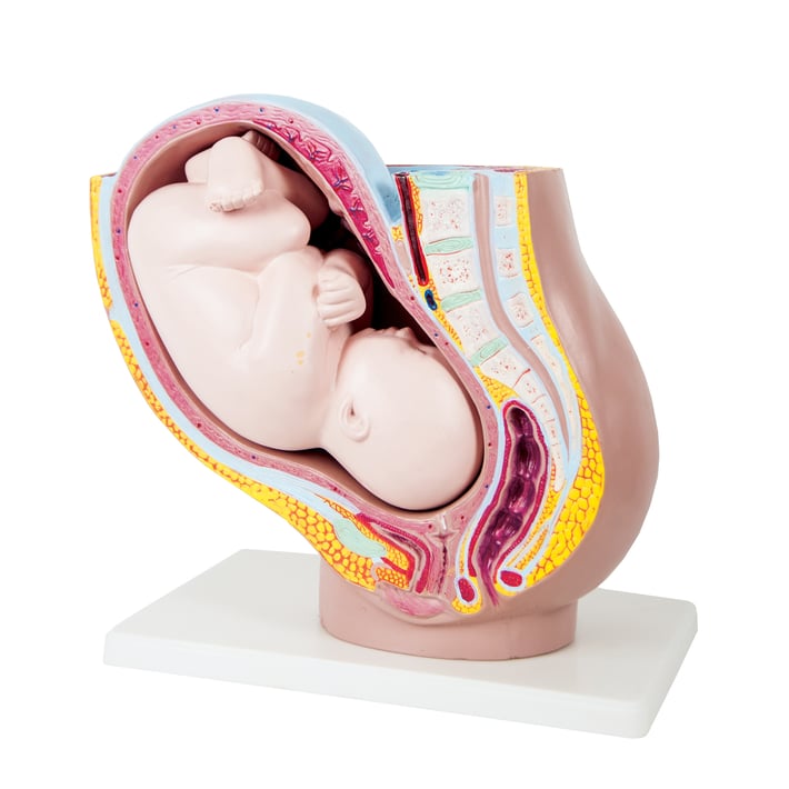 Nowa Szkola Модел на матка на бременна жена в 40-та седмица, 40 х 26 х 34 cm