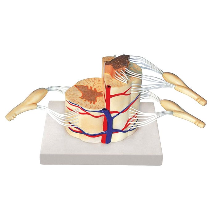 Nowa Szkola Демонстрационен комплект Гръбначен мозък, с нерви