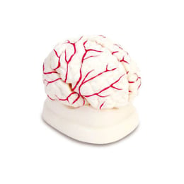 Nowa Szkola Модел на човешки мозък, с артерии