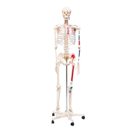 Nowa Szkola Човешки скелет, с маркирани мускули, 170 cm