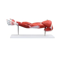 Gelsonlab Модел на мускулна система на ръка