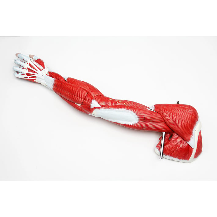 Gelsonlab Модел на мускулна система на ръка