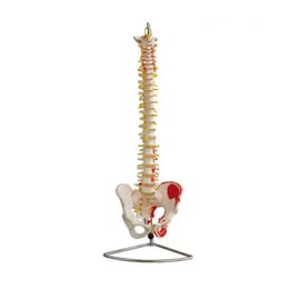 Gelsonlab Модел на гръбначен стълб