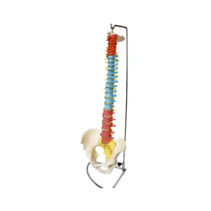 Gelsonlab Модел на гръбначен стълб