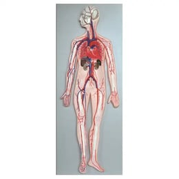 Gelsonlab Модел на кръвоносна система