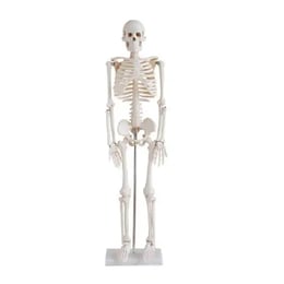 Gelsonlab Човешки скелет, 80 cm