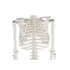 Gelsonlab Човешки скелет, 80 cm