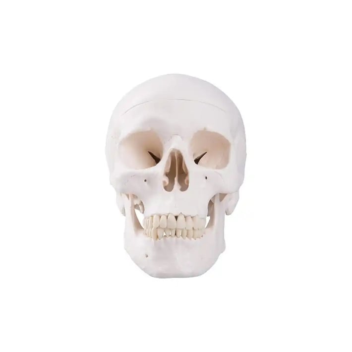 Gelsonlab Модел на човешки череп