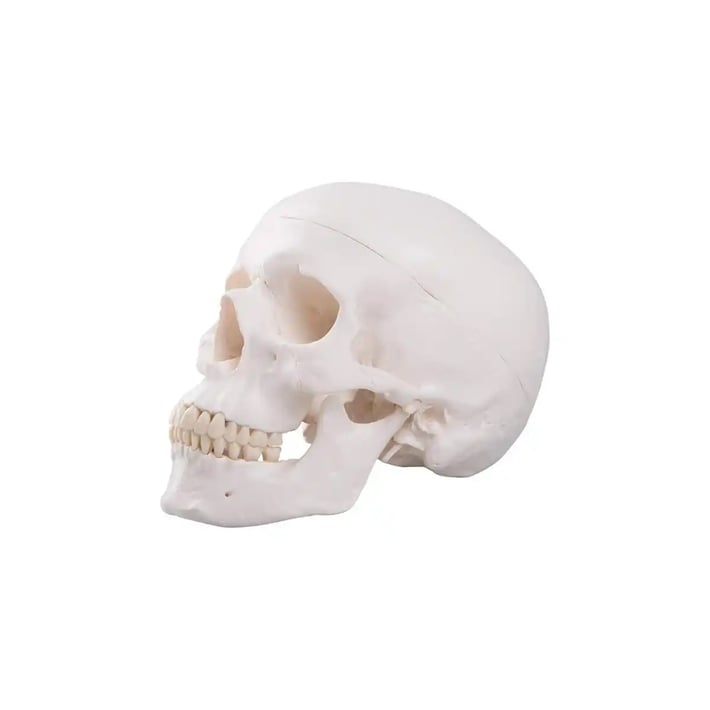 Gelsonlab Модел на човешки череп