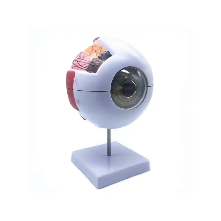 Gelsonlab Модел на око, 6 части
