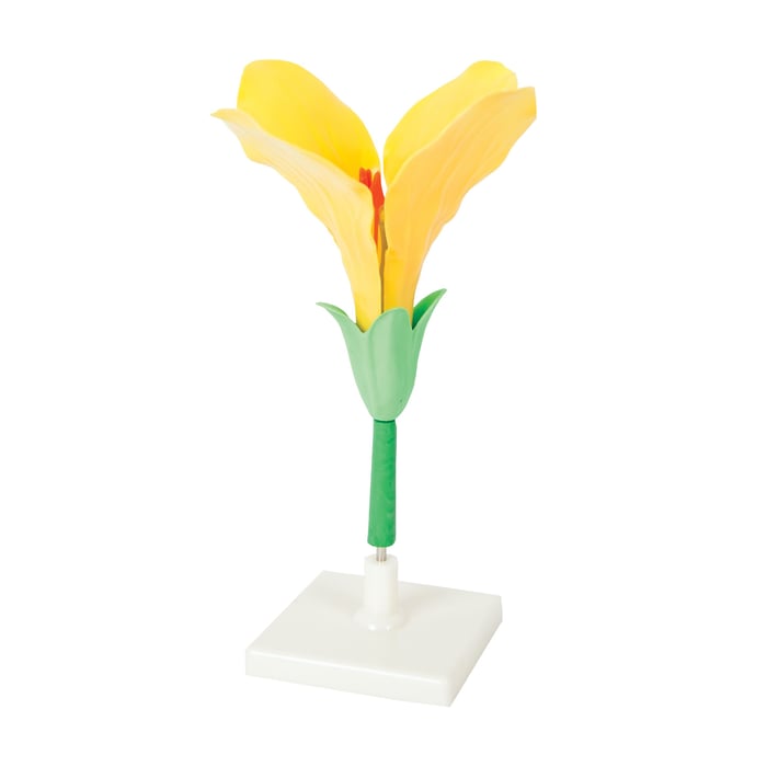 Gelsonlab Модел на цвете