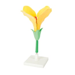 Gelsonlab Модел на цвете
