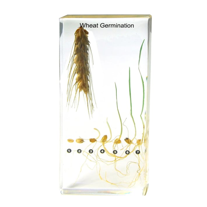 Gelsonlab Модел на процес на растеж на пшеница