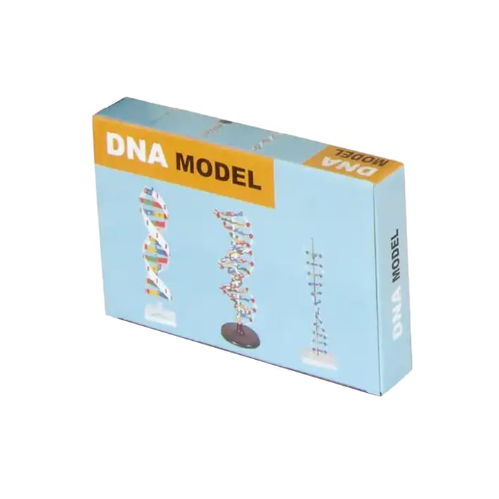Gelsonlab Модел на ДНК